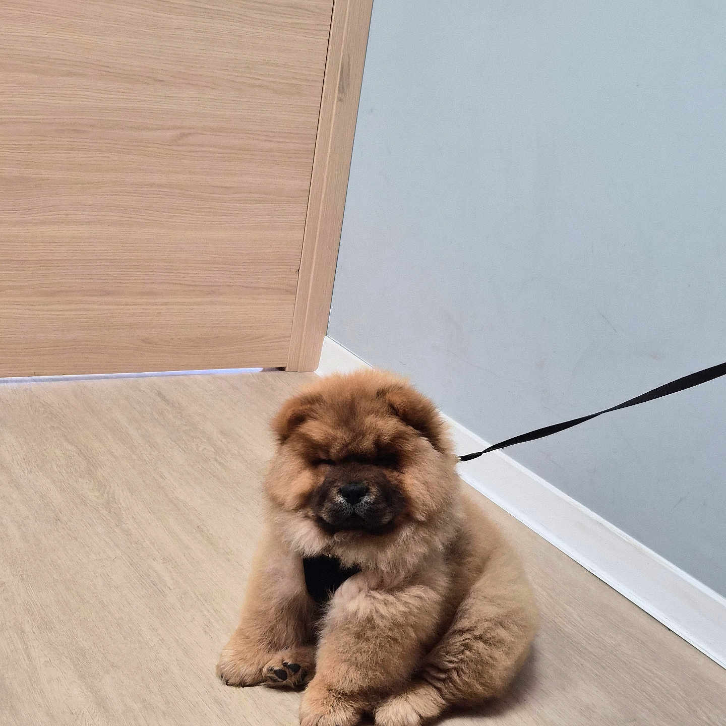 Ryu participe au concours pour gagner de l'argent avec cette photo : animal, calm, chow_chow, closed_door, cute, dog, flooring, fluffy, furry, harness, indoor, leash, light_wood, pet, puppy, sitting, small, wall, wooden_floor, young_dog