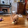 Ryu participe au concours pour gagner de l'argent avec cette photo : brown, cabinet, carpet, chair, cozy, cushion, decor, fireplace, floor, furniture, glass_table, indoor, living_room, person, pet, playful, plush_toy, puppy, toy, wooden_floor