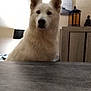 animal, architecture, ball, canine, dog, eskimodog, furniture, husky, indoors, interiordesign, person, pet, plywood, puppy, sport, tennis, tennisball, terrier, whitedog, wood