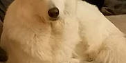 Neige a rejoint le concours — aidez-le/la à gagner de superbes lots ! animal, canine, dog, eskimodog, fox, husky, pet, puppy, whitedog, wolf