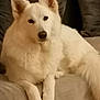 animal, canine, dog, eskimodog, fox, husky, pet, puppy, whitedog, wolf