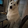 animal, architecture, building, canine, chair, computerhardware, dog, electronics, eskimodog, furniture, hardware, husky, indoors, monitor, pet, puppy, screen, tv, whitedog, window
