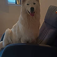 Neige participe au concours pour gagner de l'argent avec cette photo : dog, white_dog, fluffy, indoor, chair, window, curtains, pet, happy, sitting, fur, tongue_out, smiling, domestic_animal, animal, furniture, home, relaxed, companion, canine