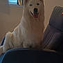 dog, white_dog, fluffy, indoor, chair, window, curtains, pet, happy, sitting, fur, tongue_out, smiling, domestic_animal, animal, furniture, home, relaxed, companion, canine