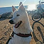 Neige participe au concours pour gagner de l'argent avec cette photo : dog, white_dog, harness, outdoor, coastline, ocean, rocks, sunlight, shadow, bicycle, pet, canine, nature, daylight, tongue_out, happy, animal, summer, leash, adventure