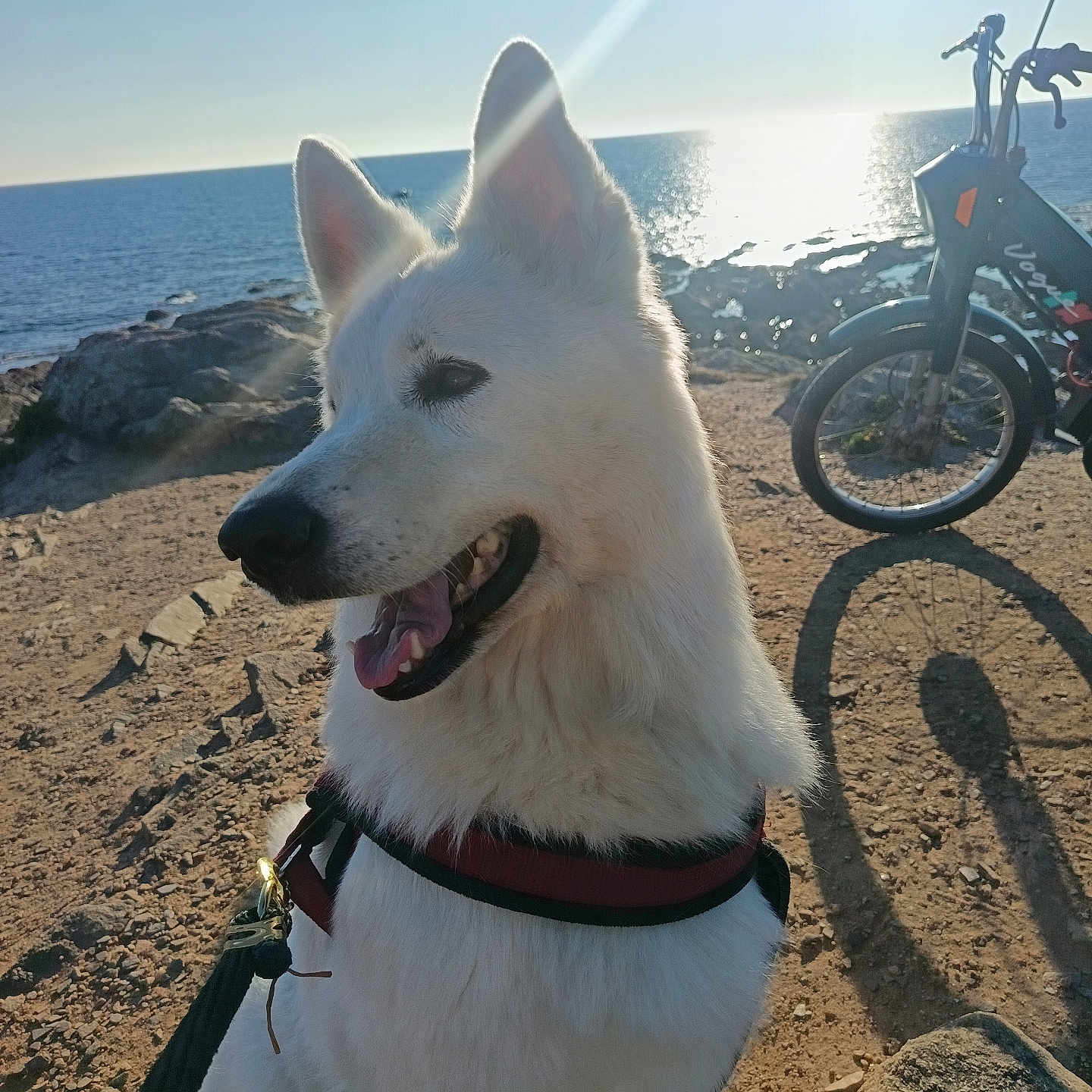Neige participe au concours pour gagner de l'argent avec cette photo : adventure, animal, bicycle, canine, coastline, daylight, dog, happy, harness, leash, nature, ocean, outdoor, pet, rocks, shadow, summer, sunlight, tongue_out, white_dog