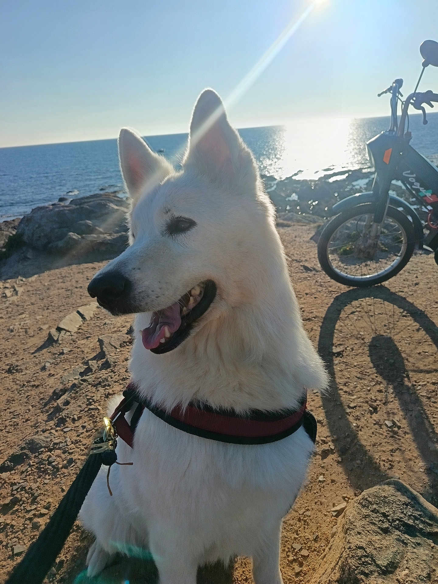 Neige participe au concours pour gagner de l'argent avec cette photo : dog, white_dog, harness, outdoor, coastline, ocean, rocks, sunlight, shadow, bicycle, pet, canine, nature, daylight, tongue_out, happy, animal, summer, leash, adventure