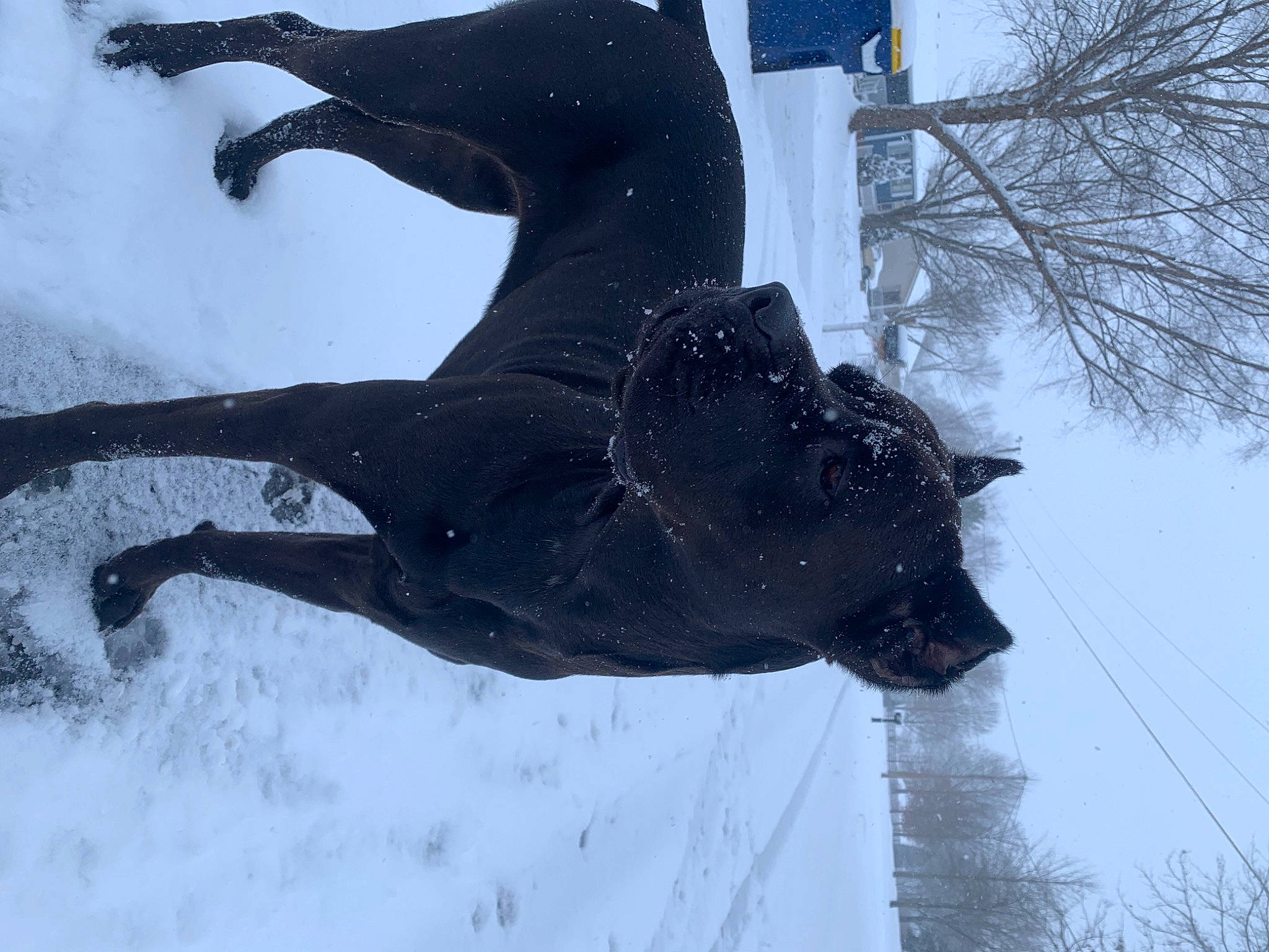 Karma is registered to the contest to win money with this photo: art, canidae, dog_breed, event, freezing, fur, guard_dog, precipitation, sculpture, sky, slope, snow, sporting_group, stallion, statue, tail, tree, twig, winter, working_animal