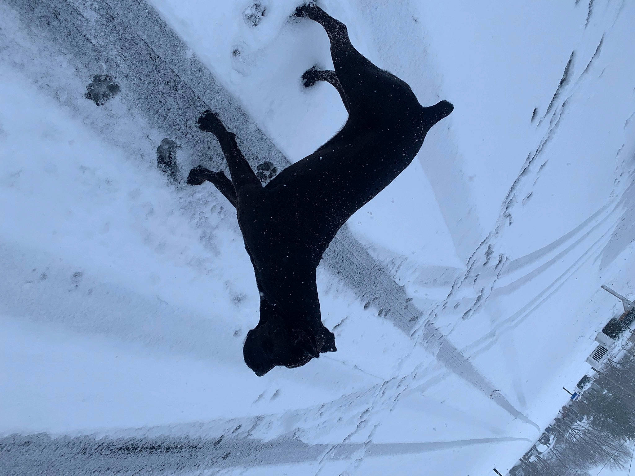 Karma is registered to the contest to win money with this photo: adventure, art, extreme_sport, font, freezing, gesture, happy, leg, people_in_nature, recreation, shadow, slope, snow, tints_and_shades, tree, twig, visual_arts, windshield, winter, wire