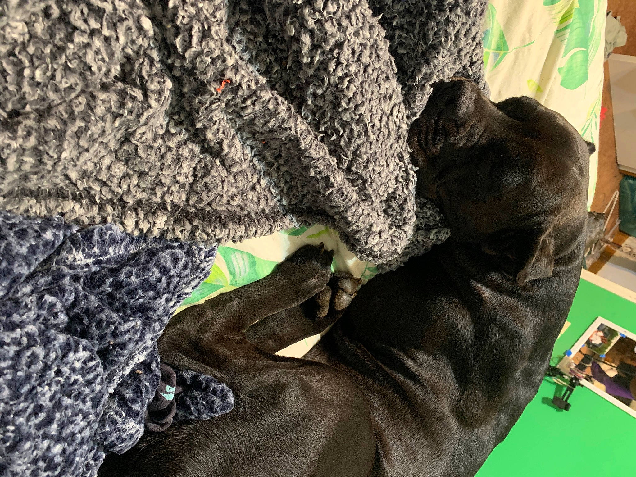 Karma is registered to the contest to win money with this photo: canidae, claw, companion_dog, dog_breed, domestic_short_haired_cat, felidae, fur, grass, green, guard_dog, human_leg, pattern, personal_protective_equipment, shadow, soil, sporting_group, tail, whiskers