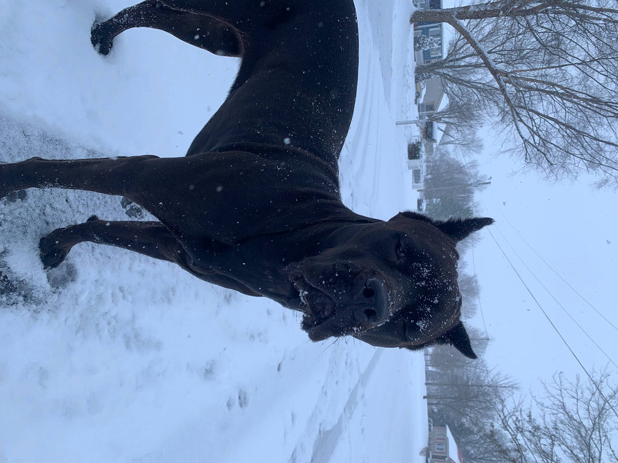 Karma is registered to the contest to win money with this photo: art, beak, bird, bird_of_prey, canidae, feather, freezing, fur, precipitation, sculpture, snow, tail, terrestrial_animal, tree, trunk, twig, water, wildlife, wing, winter