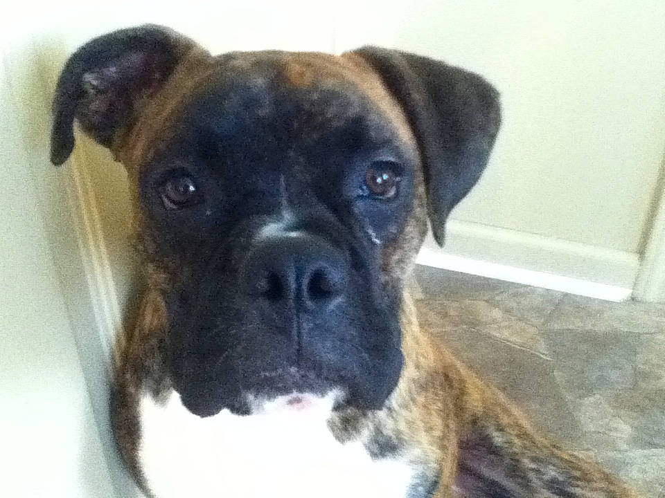 Rocky joined the competition — help win amazing prizes! ancient_dog_breeds, bored, boxer, canidae, carnivore, companion_dog, dog, dog_breed, fawn, fur, guard_dog, molosser, non_sporting_group, snout, sporting_group, terrestrial_animal, toy_dog, whiskers, working_animal, working_dog