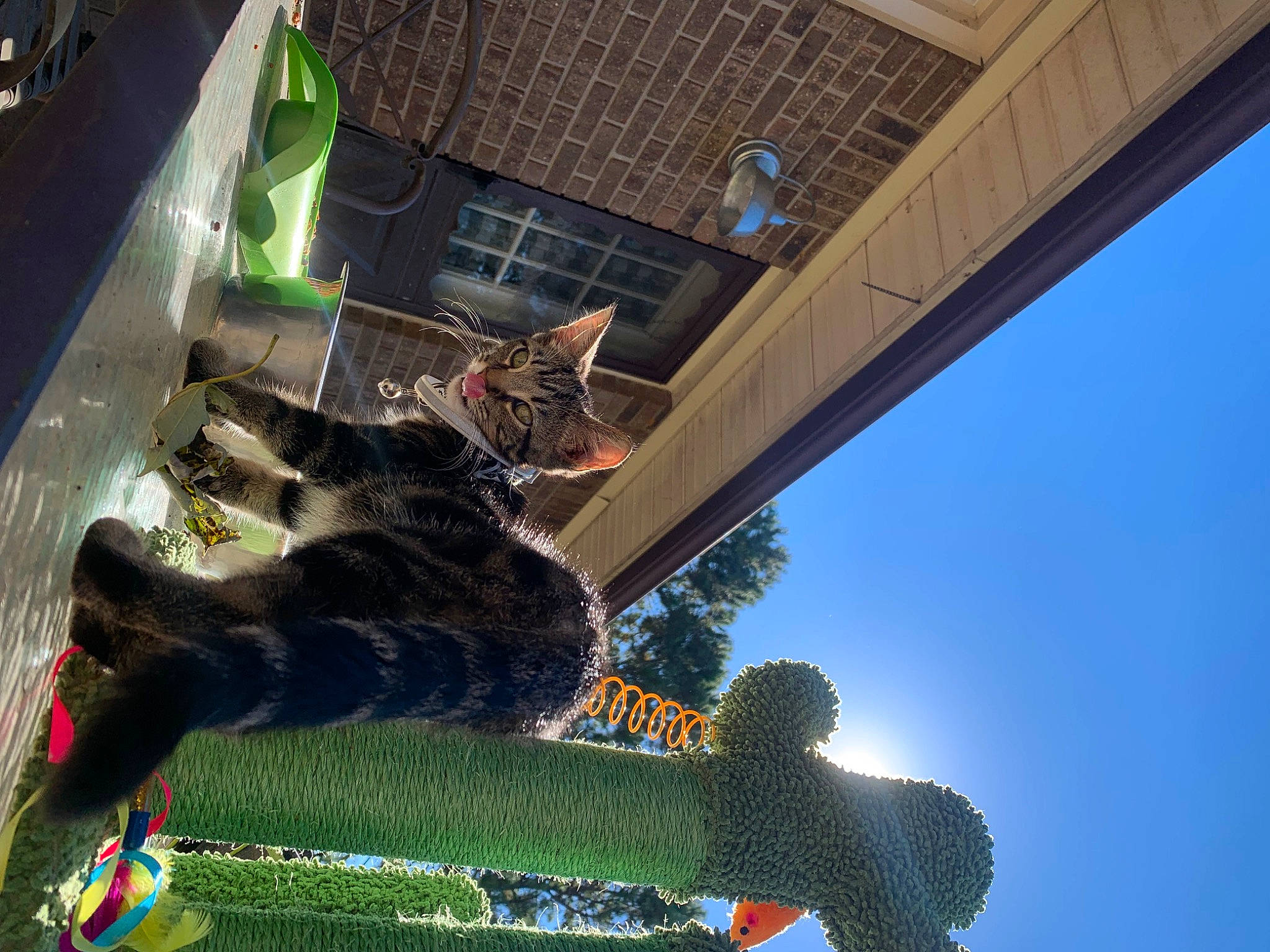 Harley joined the competition — help win amazing prizes! building, carnivore, cat, domestic_short_haired_cat, felidae, fun, fur, sky, small_to_medium_sized_cats, sporting_group, tail, tree, whiskers