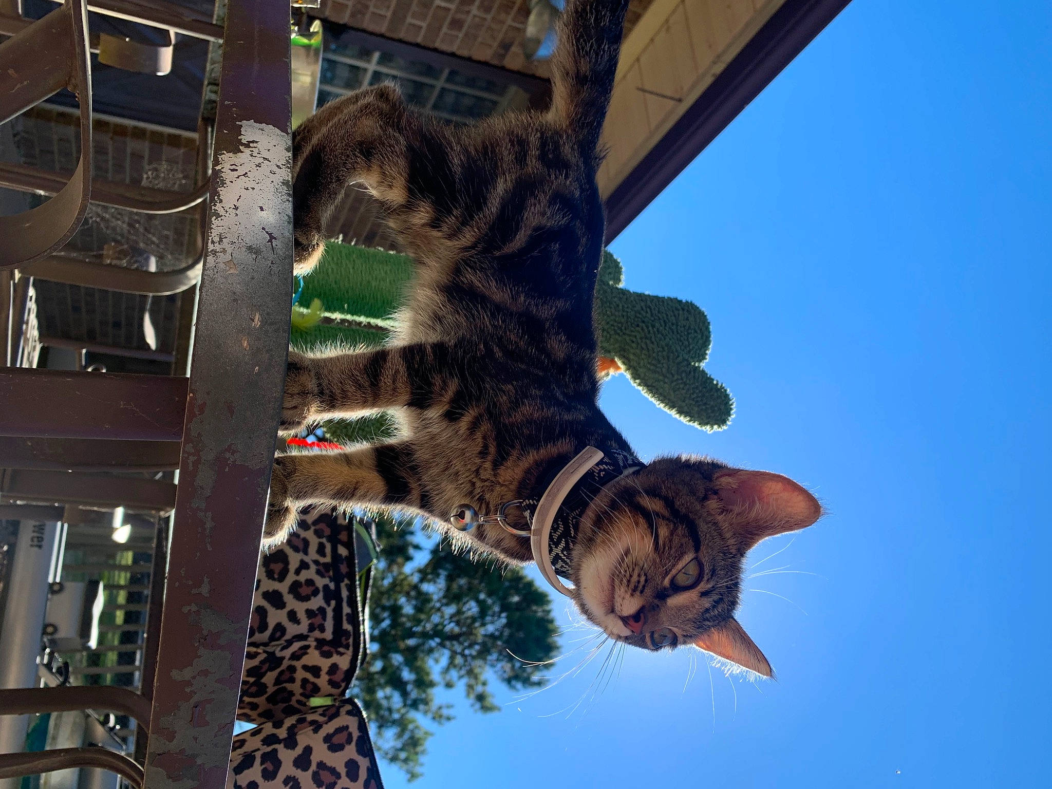 Harley joined the competition — help win amazing prizes! branch, building, carnivore, cat, domestic_short_haired_cat, electric_blue, felidae, fur, mammal, organism, sky, small_to_medium_sized_cats, snout, tail, tree, trunk, whiskers, winter, wood, woody_plant