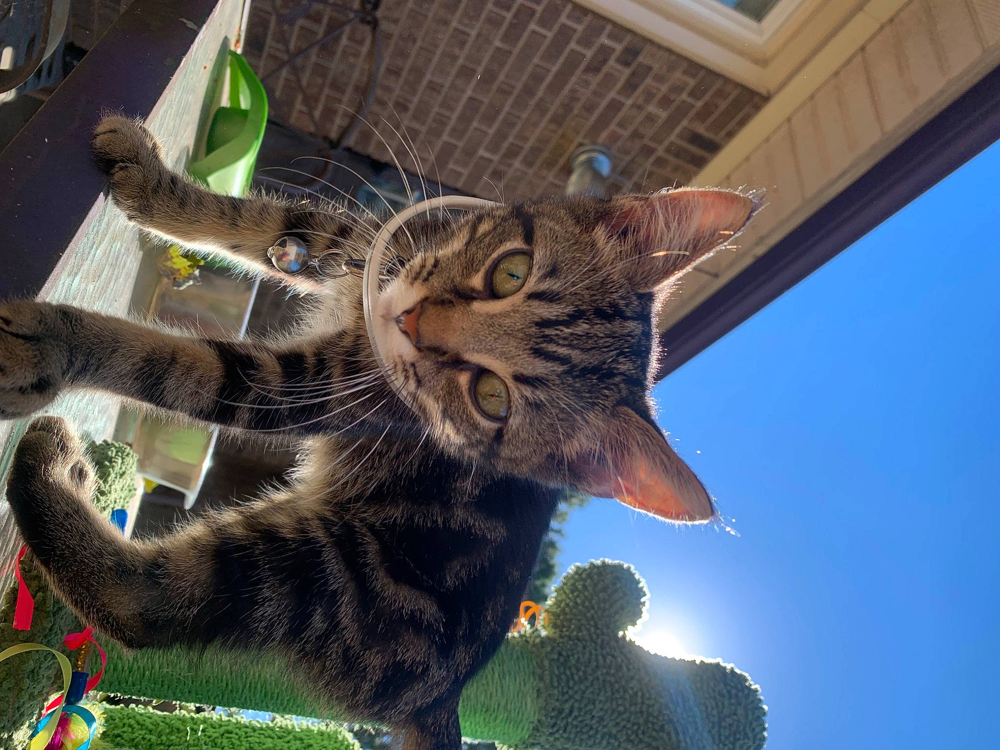 Harley is registered to the contest to win money with this photo: carnivore, cat, claw, domestic_short_haired_cat, event, fawn, felidae, fur, grass, paw, plant, sky, small_to_medium_sized_cats, snout, tail, terrestrial_animal, tree, whiskers, wildlife