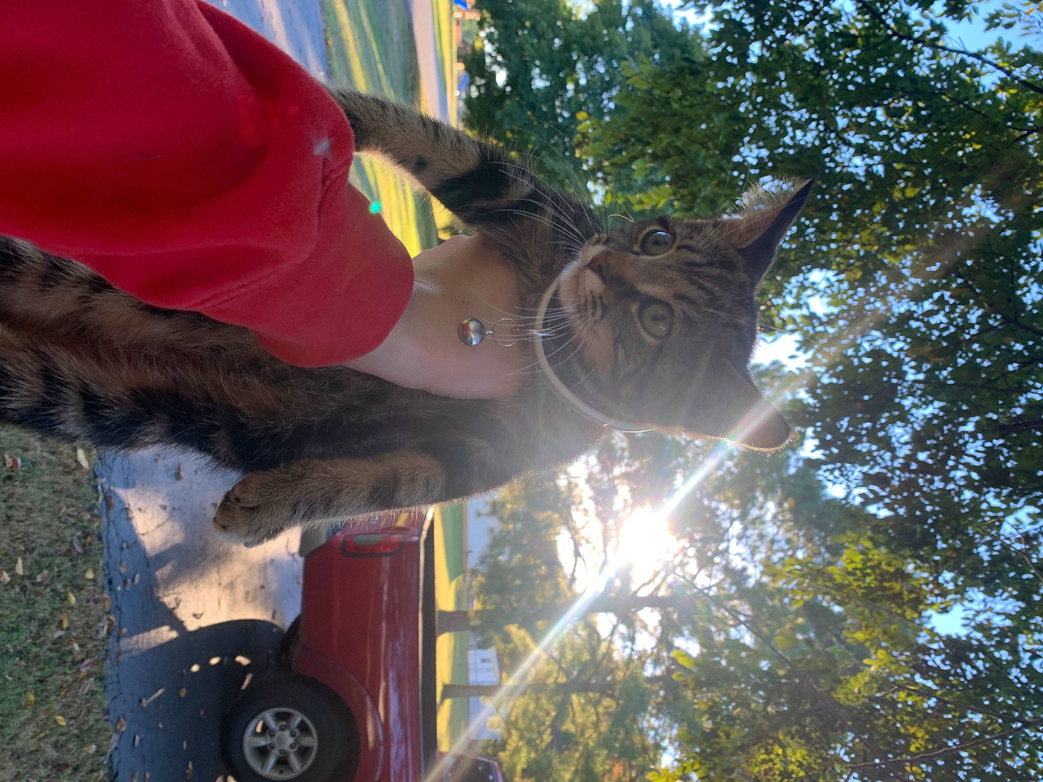 Harley is registered to the contest to win money with this photo: automotive_exterior, automotive_lighting, automotive_tire, bumper, car, carnivore, dog, fender, grass, heat, hood, lens_flare, motor_vehicle, plant, tire, tree, vehicle, vehicle_door, wheel, windshield