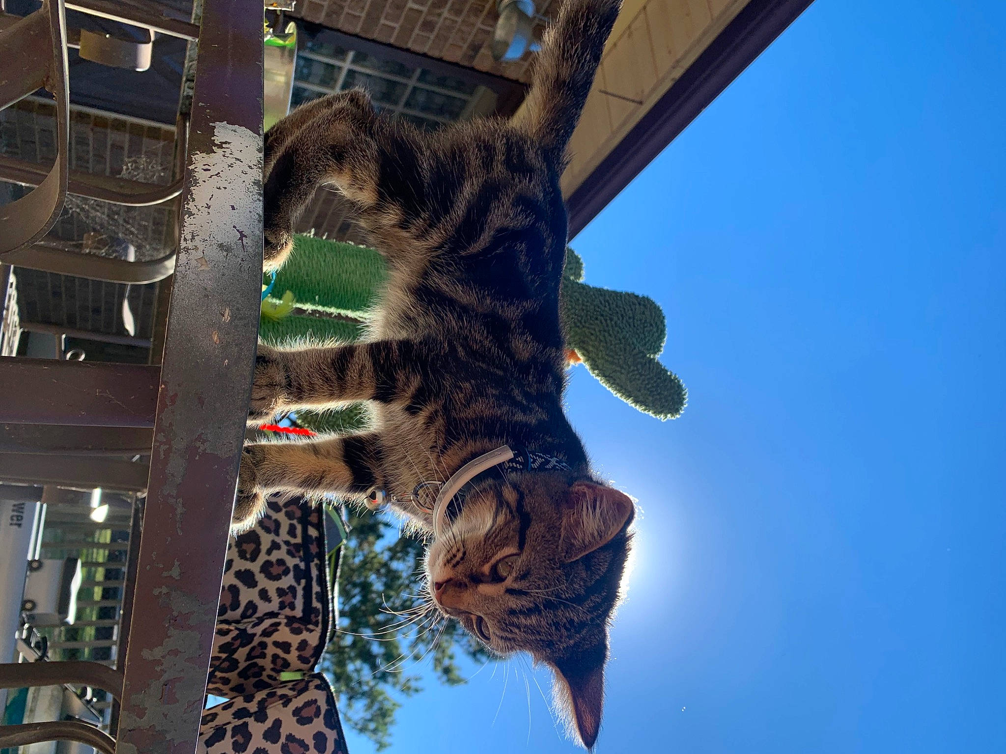 Harley joined the competition — help win amazing prizes! carnivore, cat, domestic_short_haired_cat, electric_blue, felidae, fur, rope, sky, small_to_medium_sized_cats, snout, tail, terrestrial_animal, tree, trunk, twig, vertebrate, wheel, whiskers, window, wood