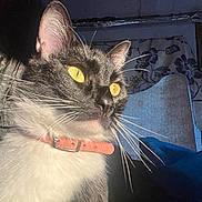 Socks is registered to the contest to win money with this photo: animal, background, black_and_white, cat, chair, close_up, collar, domestic_animal, feline, focused, fur, indoor, lighting, pattern, pet, pink_collar, portrait, whisker, whiskers, yellow_eyes