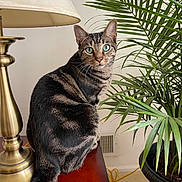 Charlie joined the competition — help win amazing prizes! abyssinian, animal, architecture, building, cat, cookware, hardwood, jar, lamp, lampshade, manx, pet, plant, planter, pot, pottedplant, pottery, tablelamp, vase, wood