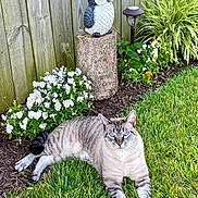 Ziggy joined the competition — help win amazing prizes! backyard, face, garden, grass, head, herbal, herbs, jar, nature, outdoors, person, photography, plant, planter, portrait, pottedplant, pottery, tree, vase, yard