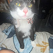 Whiskey is registered to the contest to win money with this photo: cat, tuxedo_cat, pet, indoor, flash, collar, bow_collar, whiskers, yellow_eyes, pink_nose, close_up, blanket, bed, paw, human_knee, another_cat, dim_room, furniture, portrait, cute