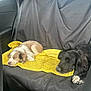 animal, backseat, black_dog, brown_and_white_dog, canine, car, cozy, dog, domestic_animal, fur, interior, nap, pet, puppy, relaxation, resting, seat_cover, sleeping, transportation, yellow_mat