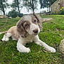 animal, bench, close_up, curious, cute, dog, fur, garden, grass, greenery, head, lying_down, mammal, nature, outdoor, pet, puppy, stone_wall, tree, young