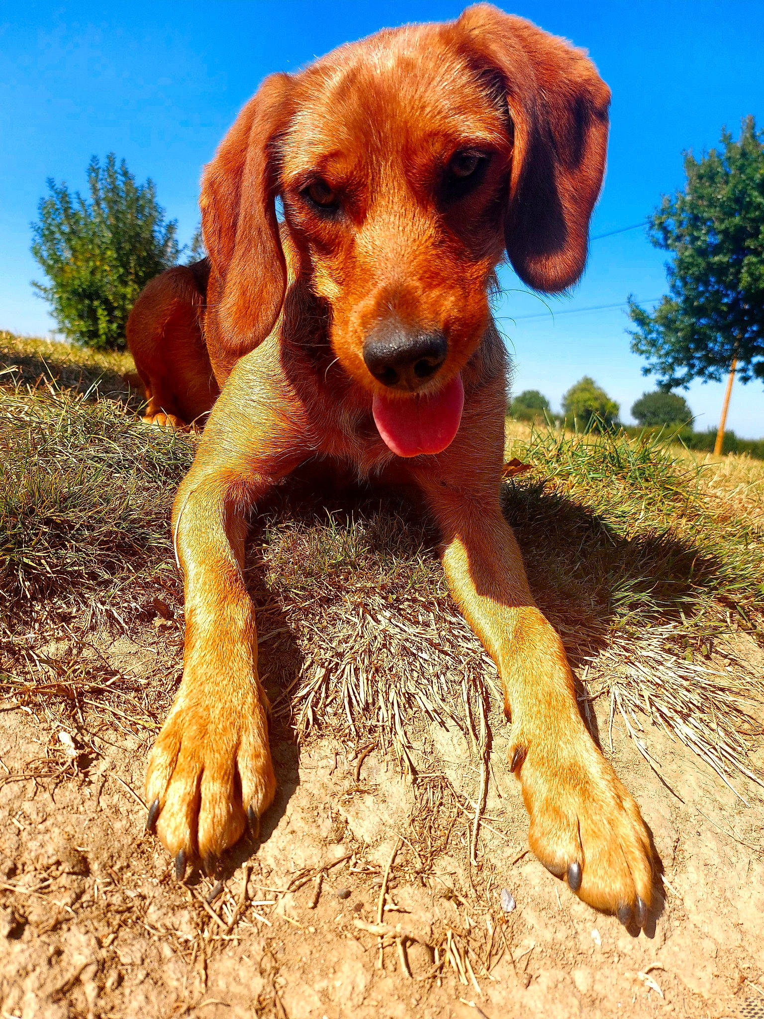 Oria a rejoint le concours — aidez-le/la à gagner de superbes lots ! canidae, carnivore, companion_dog, dog, dog_breed, dog_collar, fawn, gun_dog, hound, liver, pet_supply, plant, pointing_breed, sky, snout, soil, sporting_group, terrestrial_animal, tree, working_animal