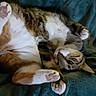 animal, cat, cozy, cute, ears, feline, fur, indoor, lying_down, paw, pet, pink_paw_pads, playful, relaxed, resting, sleepy, soft_blanket, tabby, whiskers, white_belly