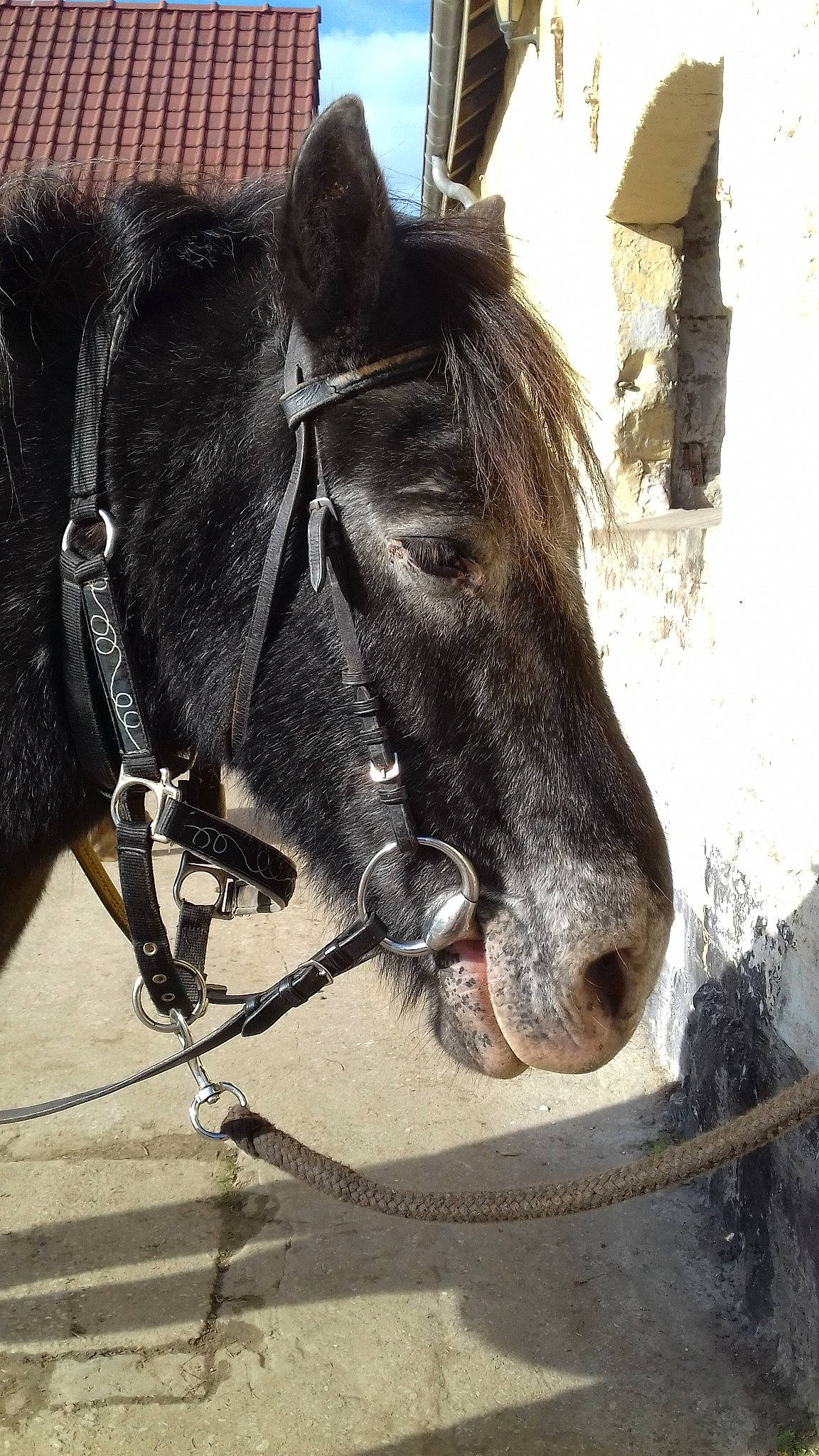 Pompon a rejoint le concours — aidez-le/la à gagner de superbes lots ! bit, bridle, halter, horse, horse_harness, horse_supplies, horse_tack, livestock, mammal, mane, mare, mustang_horse, pack_animal, rein, snout, stallion, vertebrate, working_animal