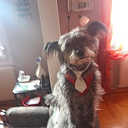 Idefix a rejoint le concours — aidez-le/la à gagner de superbes lots ! dog, pet, canine, shaggy, long_hair, red_vest, tie, dressed_up, sitting, indoors, living_room, sunlight, window, curtain, furniture, chair, table, decor, portrait, funny