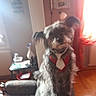 canine, chair, curtain, decor, dog, dressed_up, funny, furniture, indoors, living_room, long_hair, pet, portrait, red_vest, shaggy, sitting, sunlight, table, tie, window