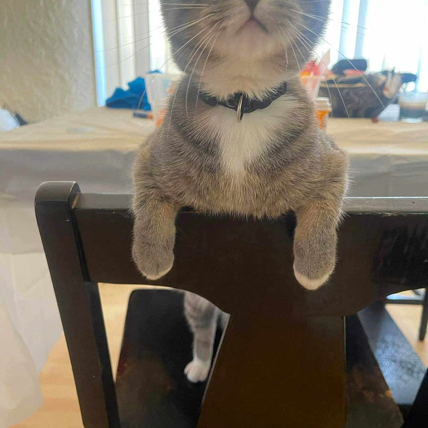Willow is registered to the contest to win money with this photo: background_blur, cat, chair, collar, cozy, curious, domestic_animal, furniture, gray_cat, home, indoor, natural_light, paws, pet, table, tablecloth, whiskers, white_cat, wide_eyes, wooden_chair