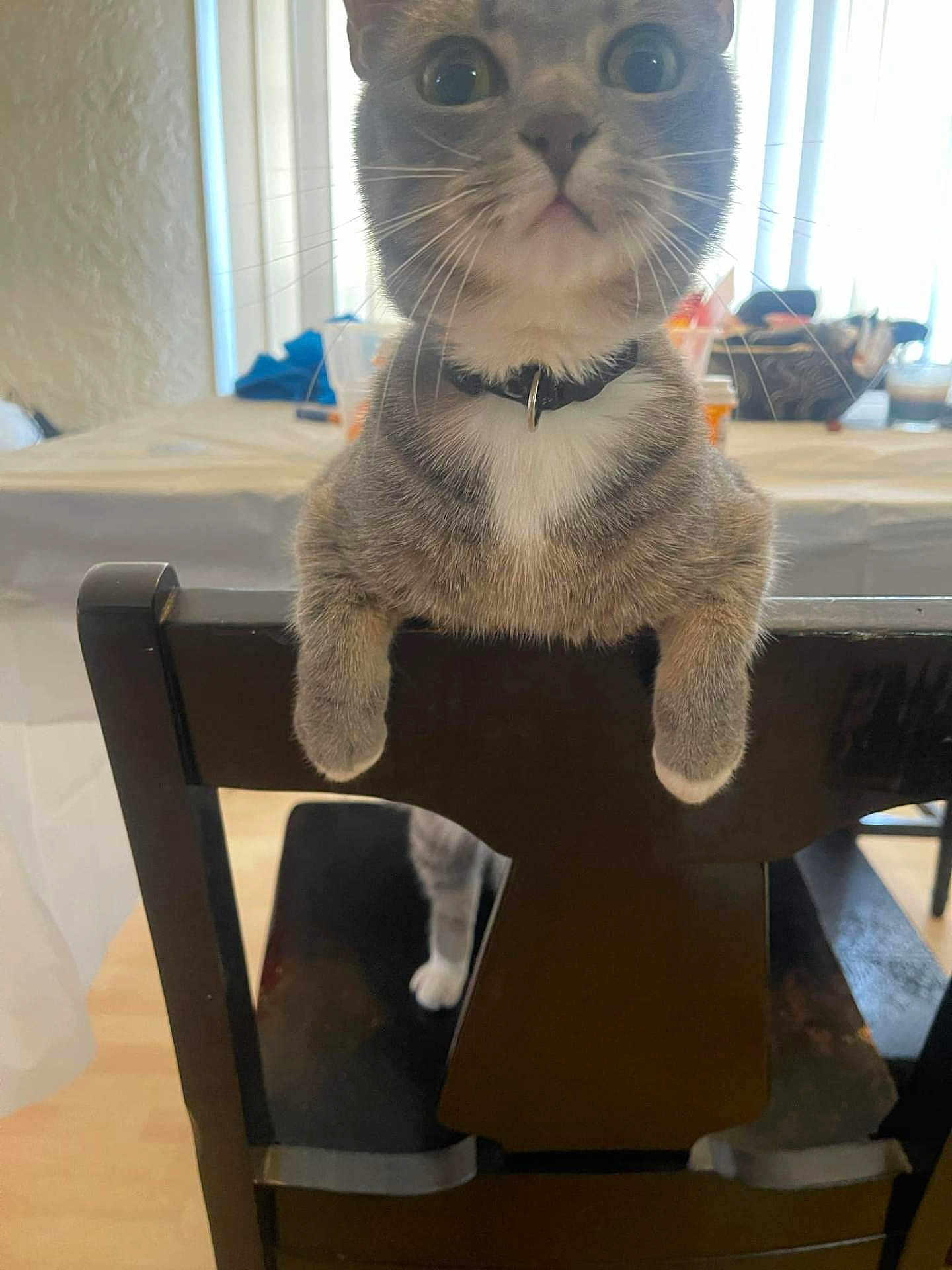 Willow is registered to the contest to win money with this photo: cat, gray_cat, white_cat, collar, chair, wooden_chair, indoor, table, tablecloth, furniture, pet, curious, wide_eyes, domestic_animal, whiskers, paws, background_blur, natural_light, home, cozy