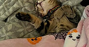 Mikey joined the competition — help win amazing prizes! blanket, cat, collar, comfort, couch, cozy, cute, domestic_animal, feline, gray, indoor, nap, patterned_blanket, pet, pink, relaxation, resting, sleeping, soft_texture, tabby