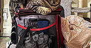 Mikey joined the competition — help win amazing prizes! cat, tabby, pet, indoor, bag, curious, feline, animal, household, cat_tree, domestic, looking, relaxed, fur, whiskers, ears, collar, container, plastic_bag, curiosity