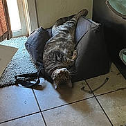 Mikey joined the competition — help win amazing prizes! animal, cat, cozy, curtain, domestic, door, feline, home, indoor, light, mat, pet_bed, relaxed, resting, shadow, strap, tabby, tile_floor, upside_down, worn