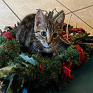 Mikey joined the competition — help win amazing prizes! animal, berries, cat, christmas, curious, cute, decor, ears, floor_tile, fur, greenery, holiday, indoor, kitten, pet, playful, red_ribbon, tabby, whiskers, wreath