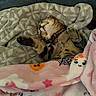 cat, tabby_cat, sleeping, blanket, pink_blanket, gray_blanket, collar, cute, cozy, indoor, nap, pet, feline, fur, resting, comfort, cute_pattern, halloween, ghost, pumpkin