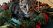 Mikey joined the competition — help win amazing prizes! adorable, animal, cat, christmas_wreath, close_up, curious, cute, domestic_cat, festive, floor_tile, greenery, holiday_decor, indoor, kitten, pet, playful, red_ribbon, tabby, whiskers, young_cat