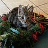 kitten, cat, tabby, christmas_wreath, holiday_decor, greenery, red_ribbon, floor_tile, indoor, pet, curious, cute, animal, whiskers, young_cat, playful, festive, close_up, domestic_cat, adorable