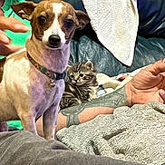 Sandy is registered to the contest to win money with this photo: animal, arm, blanket, cat, collar, couch, curious, dog, fur, furniture, human, indoor, kitten, pet, puppy, relaxing, resting, small, tattoo, towel