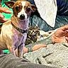 Sandy is registered to the contest to win money with this photo: animal, arm, blanket, cat, collar, couch, curious, dog, fur, furniture, human, indoor, kitten, pet, puppy, relaxing, resting, small, tattoo, towel