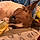 Sandy