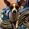 Sandy is registered to the contest to win money with this photo: animal, blanket, brown_and_white, calm, carpet, chair, cozy, curious, cute, dog, ears, furniture, indoor, paw, pet, portrait, resting, small_dog, soft, warm