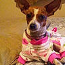 Sandy is registered to the contest to win money with this photo: animal, blanket, canine, clothing, collar, cozy, cute, cute_outfit, dog, ears, fur, indoors, lying_down, patterned, pet, pink, portrait, resting, small_dog, white