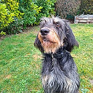 Louloute participe au concours pour gagner de l'argent avec cette photo : dog, outdoor, grass, greenery, collar, pet, shaggy, fur, brown, black, animal, canine, nature, garden, leafy_bushes, wooden_pallet, curious, attentive, daylight, scruffy