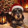 candle, carpet, celebration, christmas_lights, christmas_tree, cozy, cute, decorations, dog, festive, fireplace, fur, holiday, indoor, lantern, pet, relaxed, santa_hat, stockings, warm_lighting