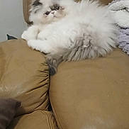 Darling a rejoint le concours — aidez-le/la à gagner de superbes lots ! cat, fluffy, white, grey, pet, animal, resting, couch, leather, furniture, indoor, relaxed, cute, face, fur, cozy, home, domestic, sitting, portrait