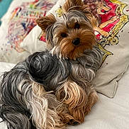 Ron a rejoint le concours — aidez-le/la à gagner de superbes lots ! dog, yorkshire_terrier, pet, puppy, long_hair, fur, bed, pillow, patterned_pillow, lion_illustration, cute, portrait, looking_at_camera, head_tilt, ears, nose, eyes, indoor, cozy, small_breed